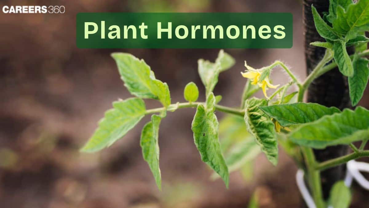 Plant Hormones: Definition, Overview, Types, Function, Auxin